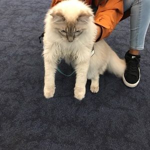 Meet your Posher, Morgan